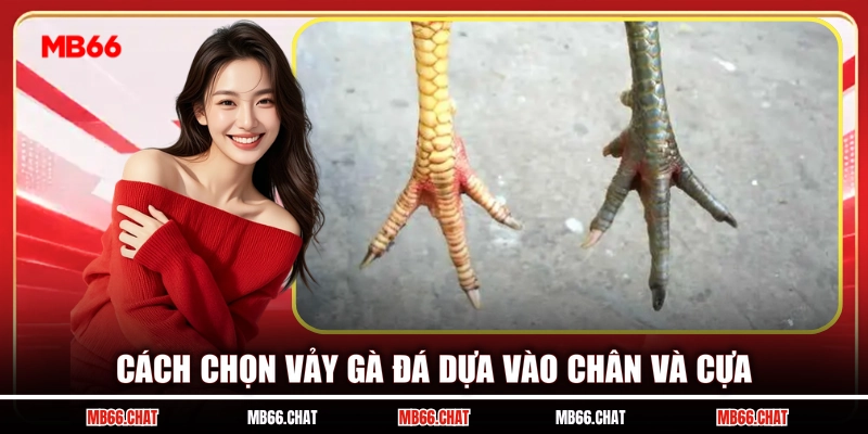 Cách chọn vảy gà đá dựa vào chân và cựa