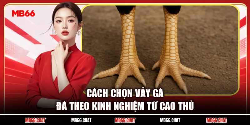 Cách Chọn Vảy Gà Đá Theo Kinh Nghiệm Từ Cao Thủ