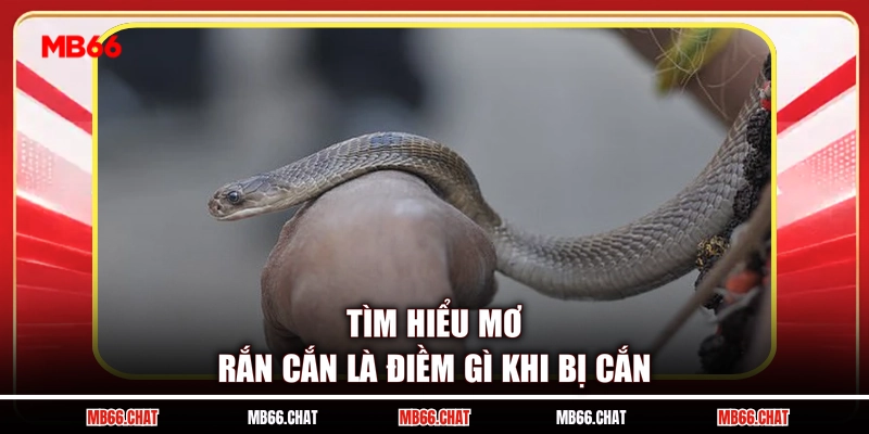 Tìm hiểu mơ rắn cắn là điềm gì khi bị cắn