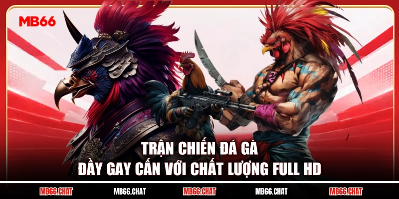 Trận chiến đá gà đầy gay cấn với chất lượng full HD
